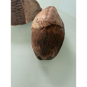 Pair Dried Coconuts Rare Collectable Distinctive Vintage Large Decor